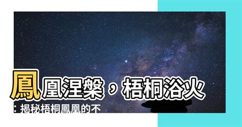 梧桐樹 鳳凰|【梧桐鳳凰】鳳凰涅槃，梧桐浴火：揭秘梧桐鳳凰的不解之緣